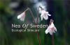 neaofsweden.se