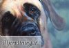 pet-art.net